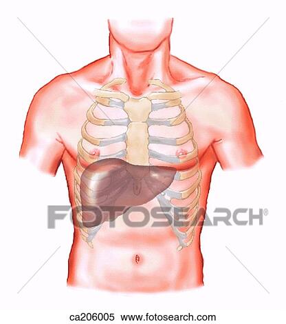Relation of liver to wall of thorax View Large Illustration Stock Illustration - Relation of liver to wall of thorax. Fotosearch