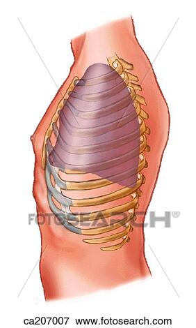 Relation of lung to wall of thorax View Large Illustration Stock Illustration - Relation of lung to wall of thorax. Fotosearch