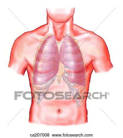 Stock Illustration - Relation of lungs to anterior wall of thorax. Fotosearch