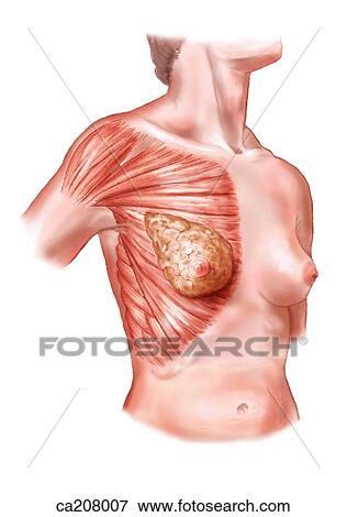 Stock Illustration - Relation of mammary gland to pectoral muscles. Fotosearch