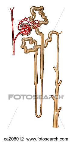 Renal corpuscle and Henle's loop View Large Illustration Drawing - Renal corpuscle and Henle's loop. Fotosearch