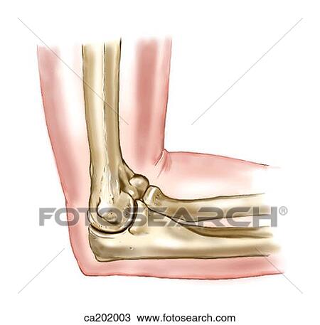 Drawing - Right elbow, flexed 90 degrees. Fotosearch