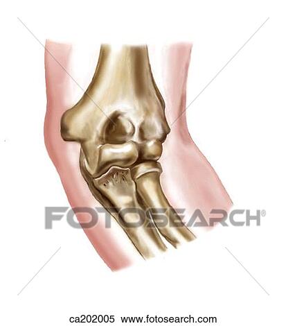 Right elbow, flexed 90 degrees View Large Illustration Stock Illustration - Right elbow, flexed 90 degrees. Fotosearch