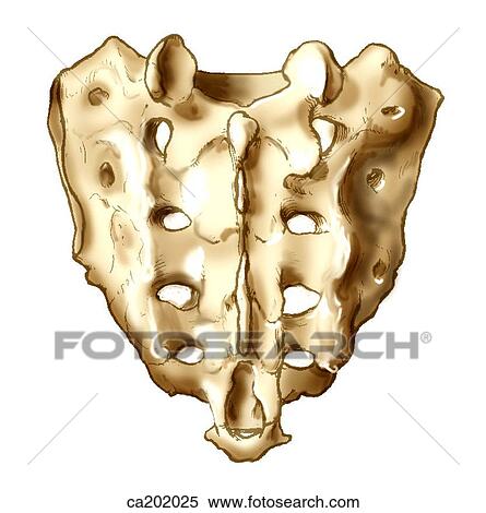 Sacrum, dorsal surface View Large Illustration Stock Illustration - Sacrum, dorsal surface. Fotosearch
