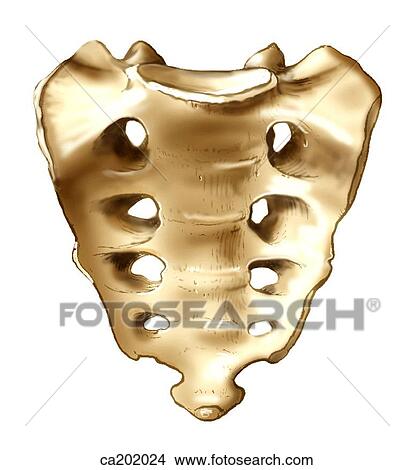Sacrum, pelvic surface View Large Illustration Stock Illustration - Sacrum, pelvic surface. Fotosearch