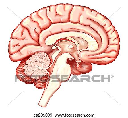 Sagittal 光景 の 大脳 中央 脳 そして Cerebellum イラスト Ca5009 Fotosearch
