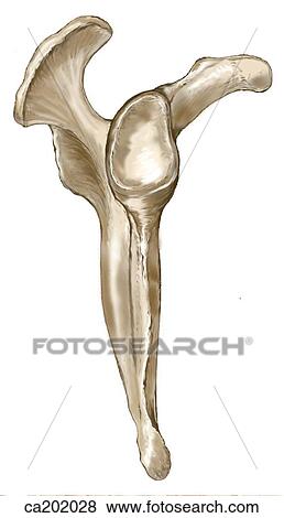 Scapula View Large Illustration Stock Illustration - Scapula. Fotosearch