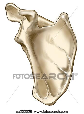 Stock Illustration - Scapula, ventral surface. Fotosearch