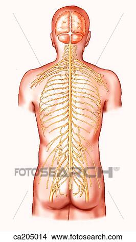Stock Illustration - Schematic of brain, spinal cord, and nerves. Fotosearch