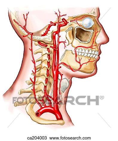 Schematic of distribution of carotid, vertebral, and occipital arteries View Large Illustration Drawing - Schematic of distribution of carotid, vertebral, and occipital arteries. Fotosearch