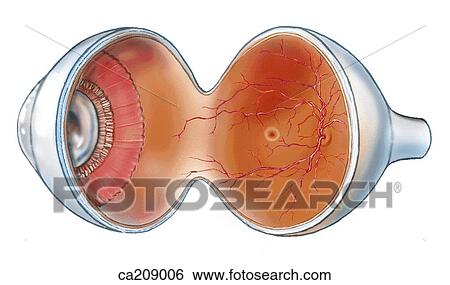 Section of eye showing fundus, ora serrata, and retina View Large Illustration Stock Illustration - Section of eye showing fundus, ora serrata, and retina. Fotosearch