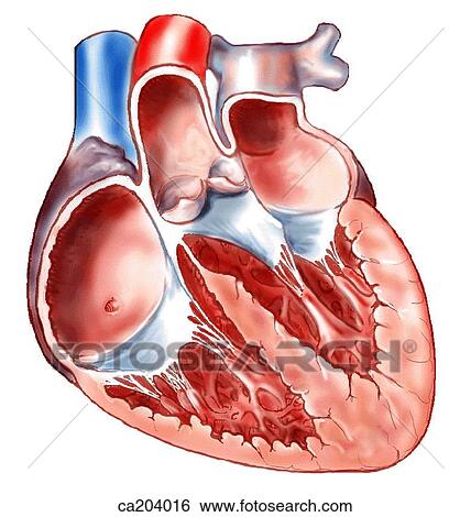 Stock Illustration - Section showing dorsal half of heart. Fotosearch
