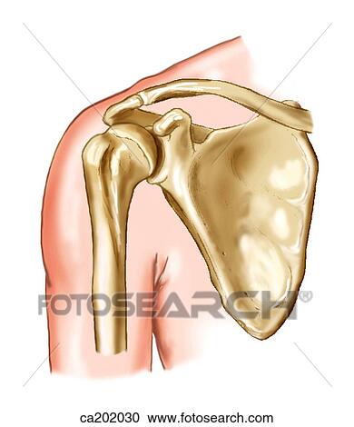 Shoulder joint showing scapula and humerus View Large Illustration Clipart - Shoulder joint showing scapula and humerus. Fotosearch