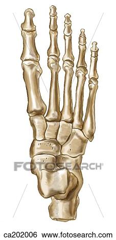 Skeleton of foot View Large Illustration Stock Illustration - Skeleton of foot. Fotosearch