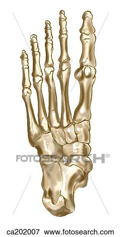 Skeleton of foot View Large Illustration Stock Illustration - Skeleton of foot. Fotosearch