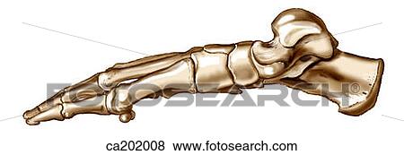 Skeleton of foot View Large Illustration Stock Illustration - Skeleton of foot. Fotosearch