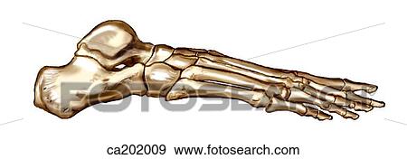 Skeleton of foot View Large Illustration Stock Illustration - Skeleton of foot. Fotosearch