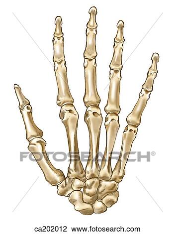 Skeleton of hand View Large Illustration Drawing - Skeleton of hand. Fotosearch