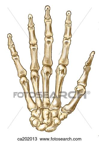 Skeleton of hand View Large Illustration Drawing - Skeleton of hand. Fotosearch