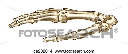 Skeleton of hand View Large Illustration Stock Illustration - Skeleton of hand. Fotosearch