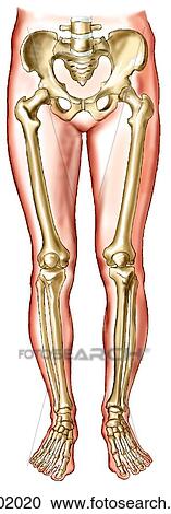 Skeleton of lower limbs, including pelvis and sacrum View Large Illustration Clipart - Skeleton of lower limbs, including pelvis and sacrum. Fotosearch
