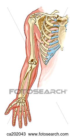 Skeleton of upper limb View Large Illustration Drawing - Skeleton of upper limb. Fotosearch