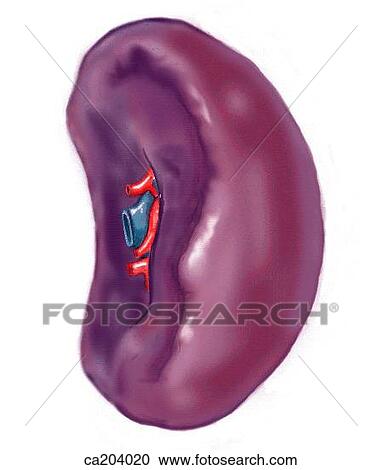 Clipart - Spleen with splenic vessels. Fotosearch