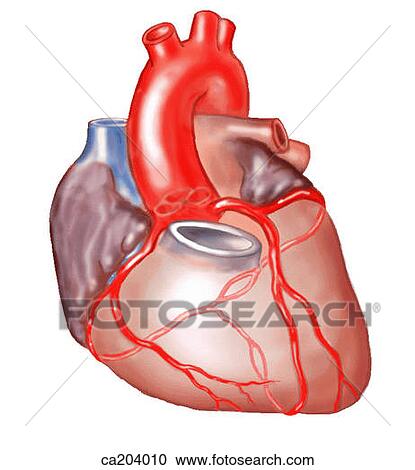 Clipart - Sternocostal surface of heart with roots of great vessels showing coronary arteries. Fotosearch