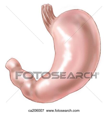 Stock Illustration - Stomach showing pylorus and fundus. Fotosearch