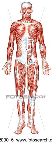 Superficial muscles of body View Large Illustration Stock Illustration - Superficial muscles of body. Fotosearch