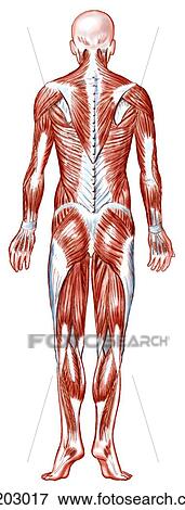 Stock Illustration - Superficial muscles of body. Fotosearch