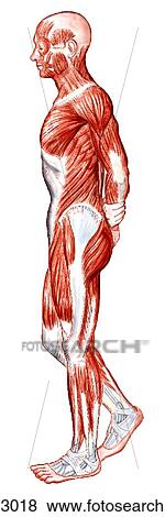 Stock Illustration - Superficial muscles of body. Fotosearch
