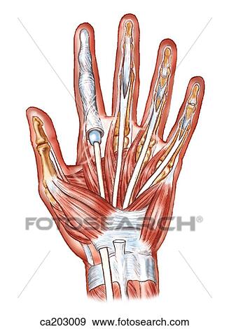 Superficial muscles of hand View Large Illustration Stock Illustration - Superficial muscles of hand. Fotosearch