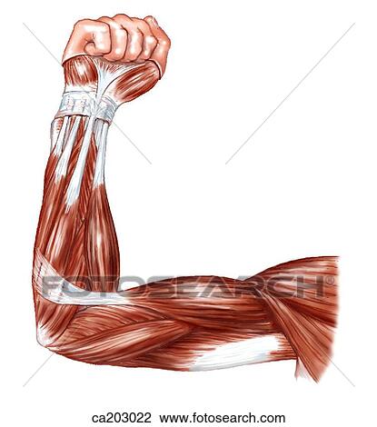 Drawing - Superficial muscles of upper limb. Fotosearch