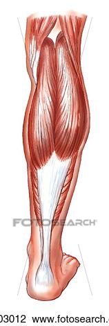 Superficial plantar flexor muscles of leg View Large Illustration Drawing - Superficial plantar flexor muscles of leg. Fotosearch