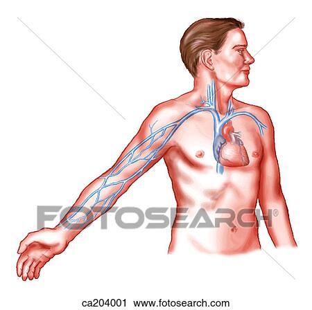 Clip Art - Superficial venous drainage of arm. Fotosearch
