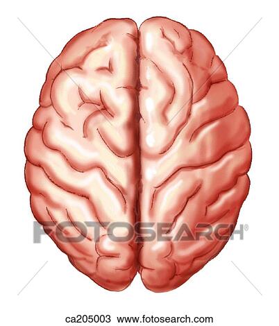 Surface of brain View Large Illustration Drawing - Surface of brain. Fotosearch