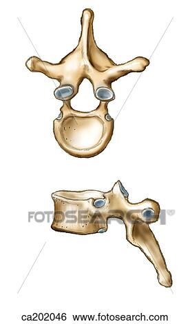 Stock Illustration - Thoracic vertebra. Fotosearch