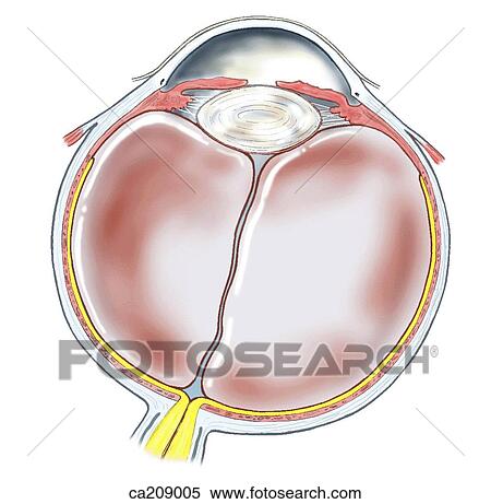 Stock Illustration - Transverse section of eyeball. Fotosearch