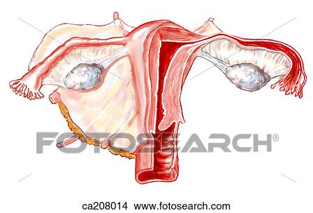 Uterus, ovaries, and ligaments View Large Illustration Stock Illustration - Uterus, ovaries, and ligaments. Fotosearch