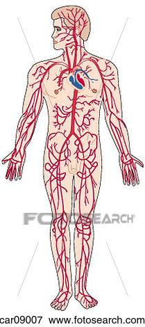 心臓血管のシステム 提示 元金 動脈 の 体 イラスト Car Fotosearch