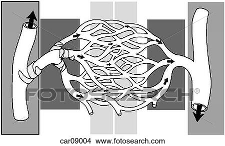 Stock Illustration - Artery, arteriole, capillaries, venules and vein relationship shown.. Fotosearch
