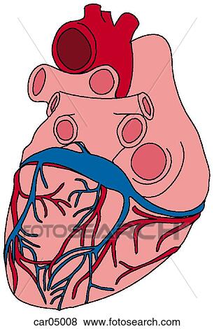 Base & diaphragmatic surfaces of heart with roots of great vessels, demonstrating coronary arteries and cardiac veins, posteroinferior view View Large Illustration Stock Illustration - Base & diaphragmatic surfaces of heart with roots of great vessels, demonstrating coronary arteries and cardiac veins, posteroinferior view. Fotosearch
