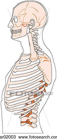 Drawing - Bones of thorax, shoulders, neck, and cranium, lateral view. Fotosearch