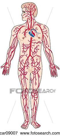Stock Illustration - Cardiovascular system showing principal arteries of body. Fotosearch