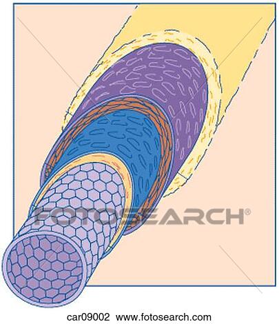 Drawing - Cross section of medium sized artery showing layers. Fotosearch