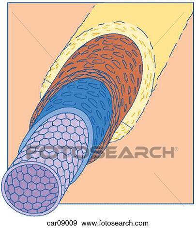 Stock Illustration - Cross-section of medium sized vein showing layers. Fotosearch