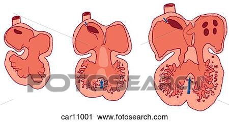 Development of fetal heart showing chambers View Large Illustration Clip Art - Development of fetal heart showing chambers. Fotosearch