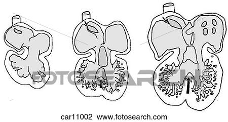 Drawing - Development of fetal heart showing chambers. Fotosearch