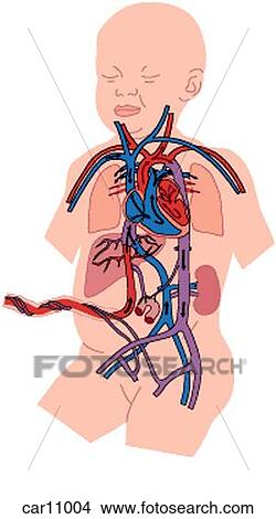 Fetus showing blow flow circulation View Large Illustration Stock Illustration - Fetus showing blow flow circulation. Fotosearch
